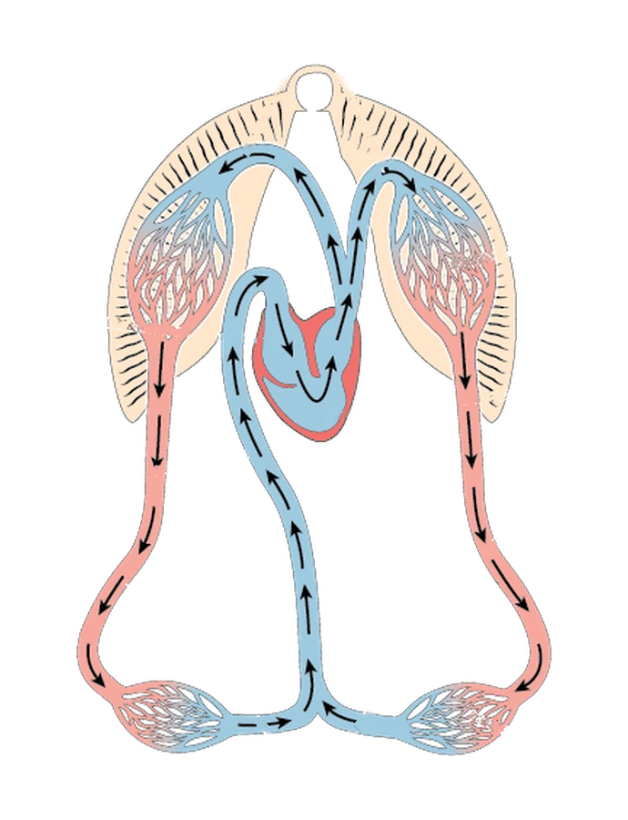 A fish's single circulation: the heart pumps blood to the gill capillaries, on to the body capillaries, then back to the heart.