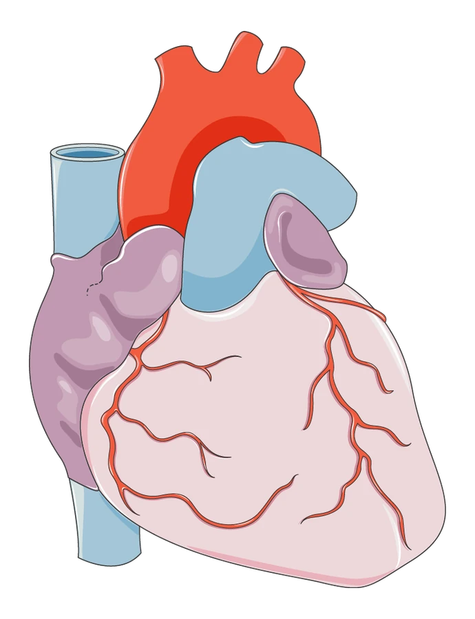 The outside of the heart, seen from the front, with the coronary arteries on its surface.