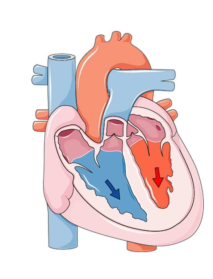 Both ventricles full of blood, blue on the right side of the heart and red on the left, with the atria emptied.
