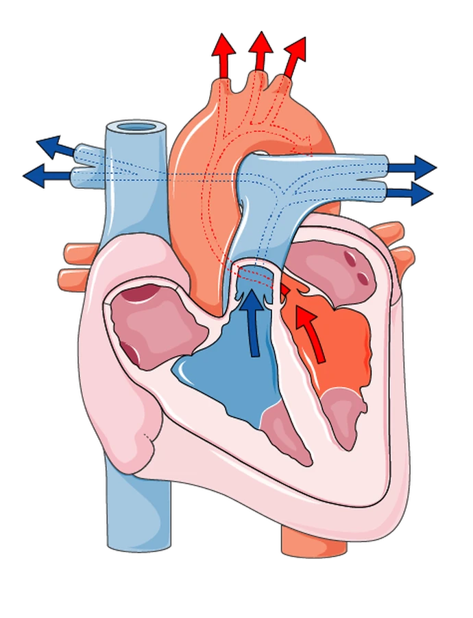 Both ventricles squeezing blood out: blue up through the pulmonary artery towards the lungs, red up through the aorta towards the body.
