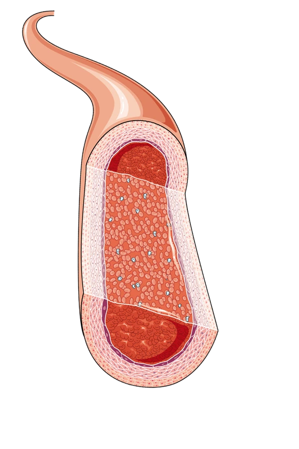 An artery cut open, showing its thick, muscular wall and the blood inside.