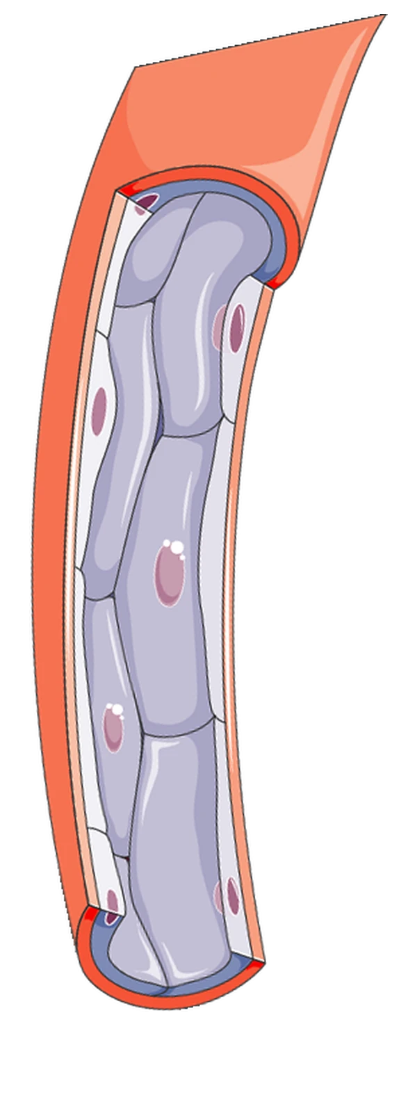 A capillary cut open, showing its wall just one cell thick.