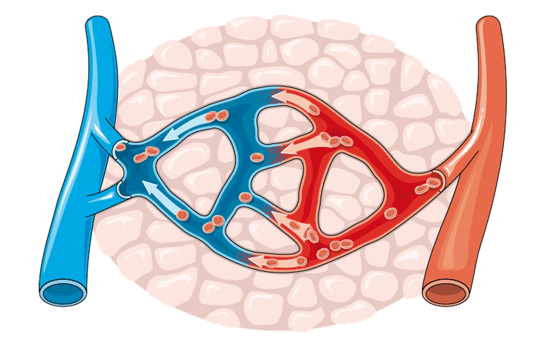A network of capillaries wrapped around body cells, linking an arteriole on the right to a vein on the left. Oxygen and glucose move out of the red capillaries into the cells, and carbon dioxide moves from the cells into the blue capillaries.